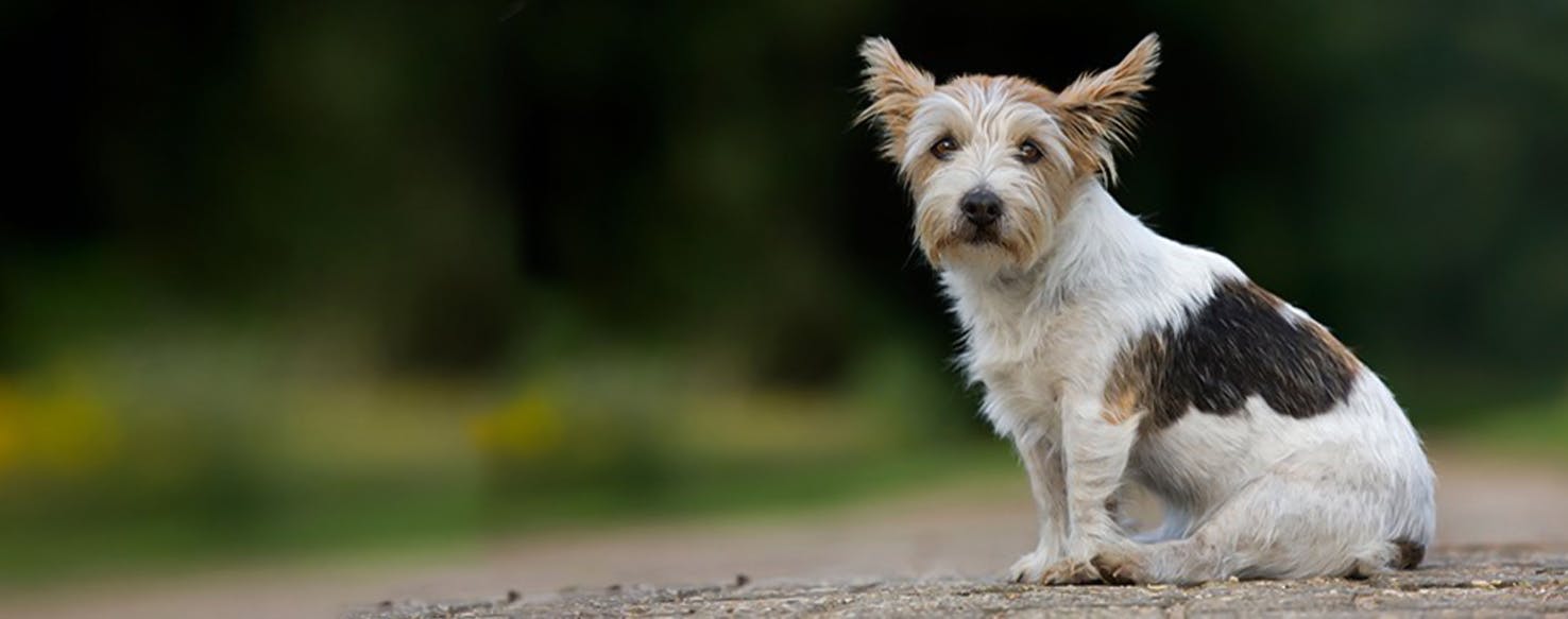 Jack russell west highland sales terrier mix